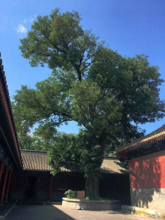 华北731”犯下滔天罪恶揭秘：天坛神乐署内曾有“(图5)